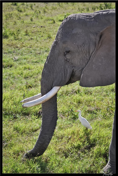 Kenya_04_Amboseli_066.jpg