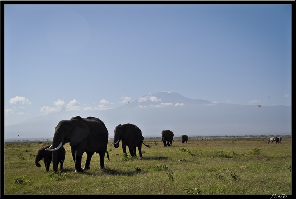 Kenya 04 Amboseli 087