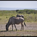 Kenya 04 Amboseli 095