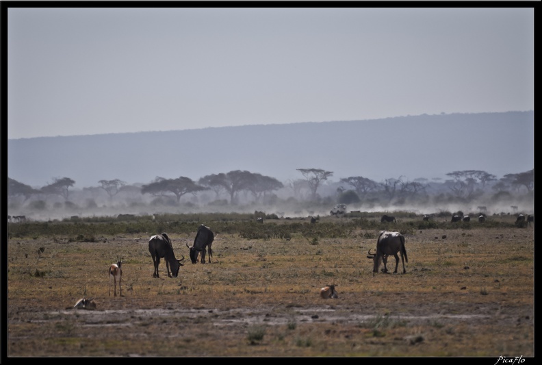 Kenya_04_Amboseli_096.jpg