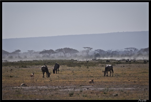 Kenya 04 Amboseli 096
