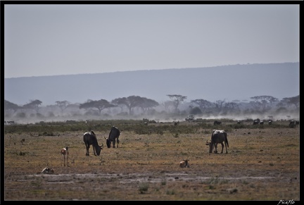 Kenya 04 Amboseli 096