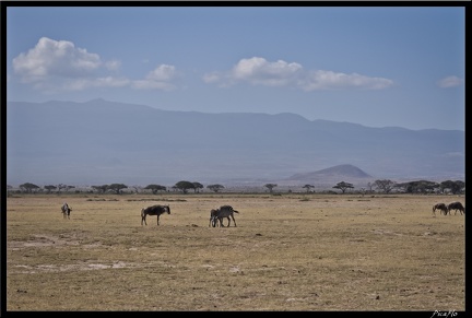Kenya 04 Amboseli 098