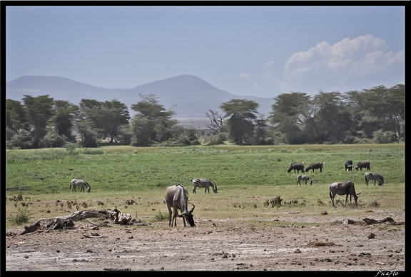 Kenya 04 Amboseli 103
