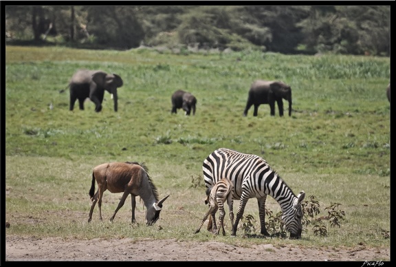 Kenya 04 Amboseli 107
