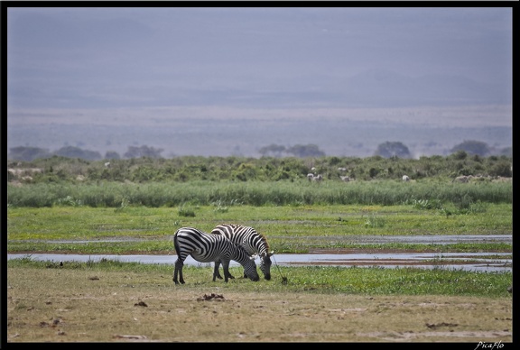 Kenya 04 Amboseli 113