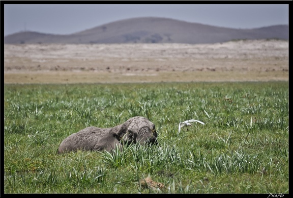 Kenya 04 Amboseli 116