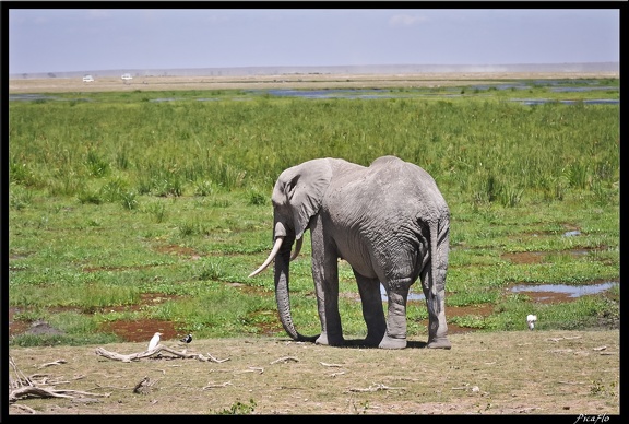 Kenya 04 Amboseli 143