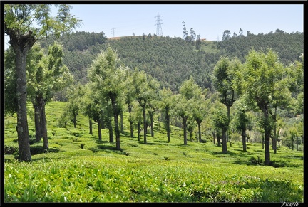 11-Ooty 069