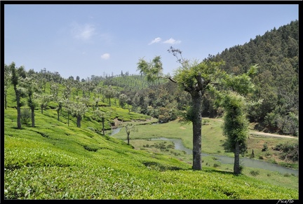 11-Ooty 073