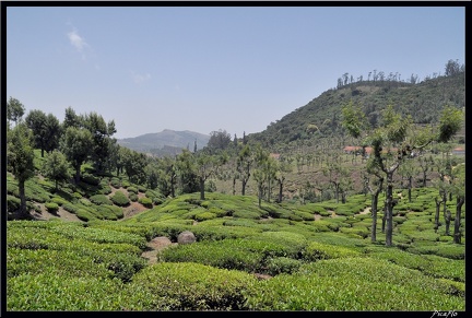 11-Ooty 086