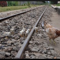 Mada 03-Fianarantsoa vers Manakara en train 026