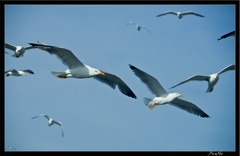 Essaouira 039