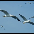 Essaouira 039