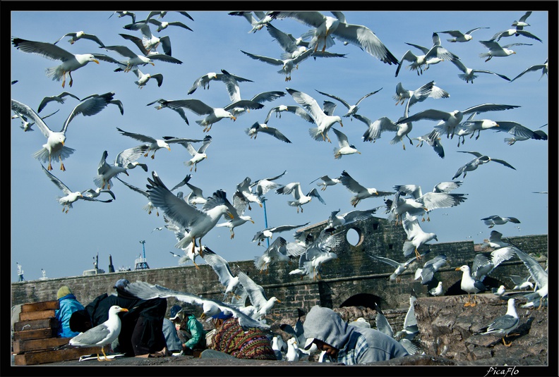 Essaouira 047