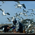 Essaouira 049