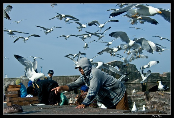 Essaouira 050