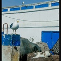 Essaouira 084