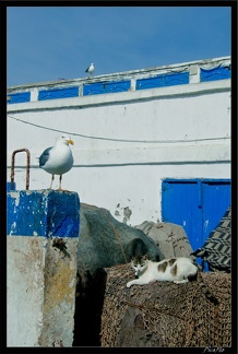 Essaouira 084