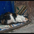 Essaouira 116