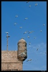 Essaouira 174