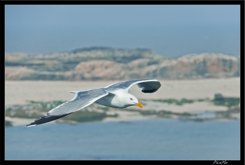 Essaouira 177