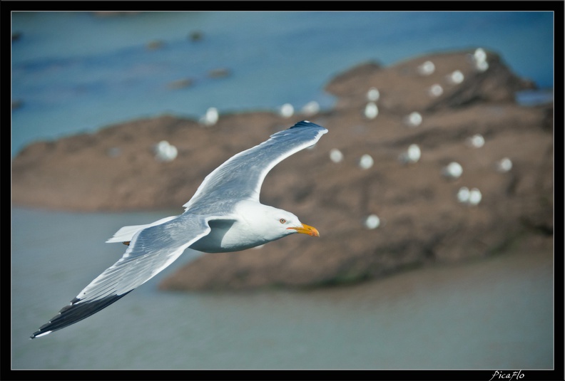 Essaouira 182