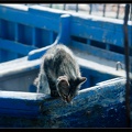 Essaouira 208