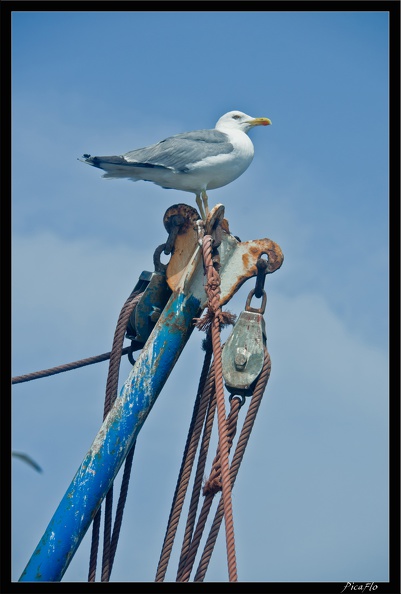 Essaouira_213.jpg