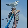 Essaouira 213