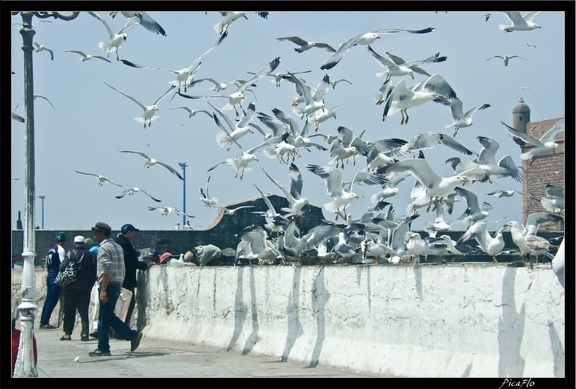 Essaouira 217