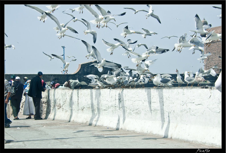 Essaouira_218.jpg