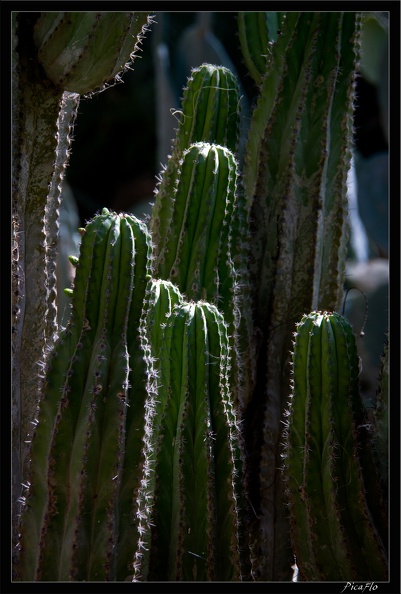 Marrakech jardins Majorelle 04