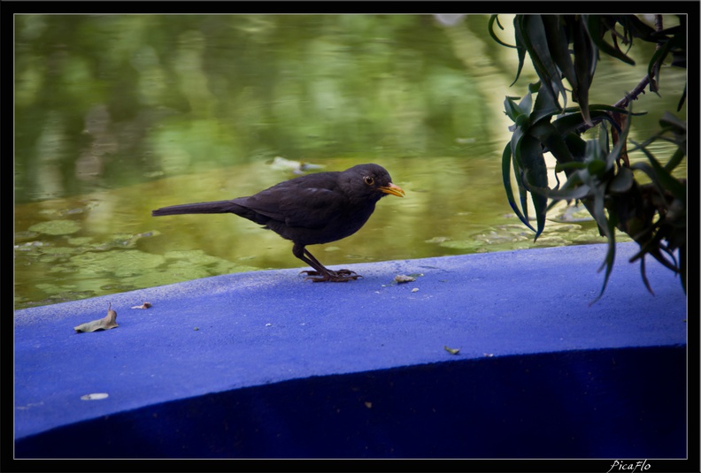 Marrakech jardins Majorelle 07