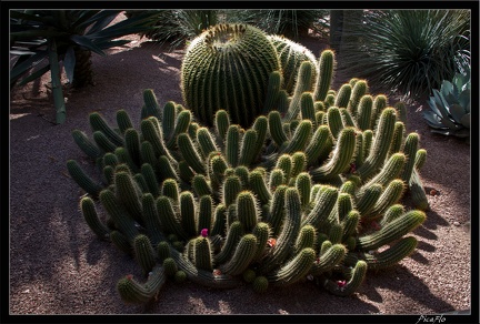 Marrakech jardins Majorelle 24