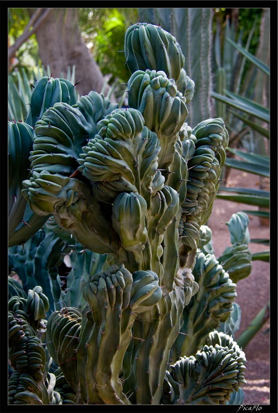 Marrakech jardins Majorelle 26