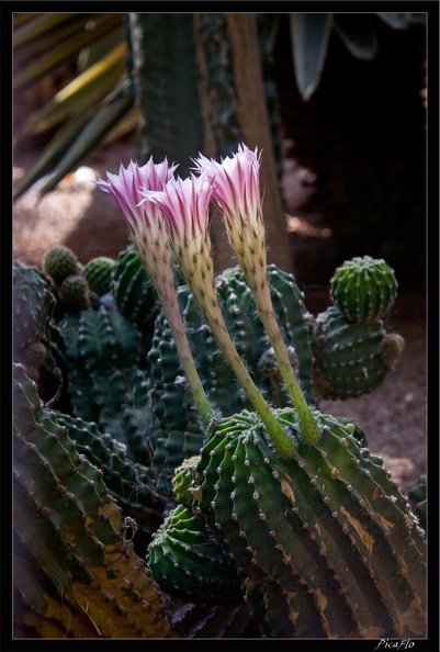 Marrakech_jardins_Majorelle_32.jpg