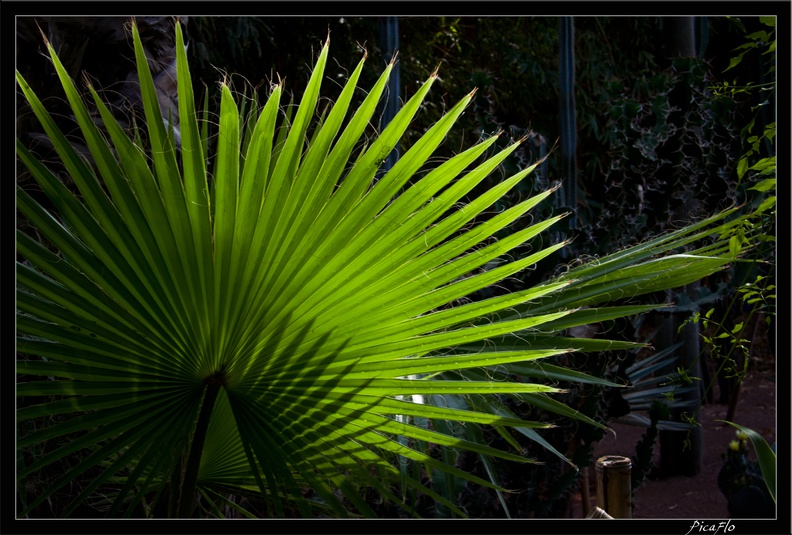 Marrakech jardins Majorelle 38