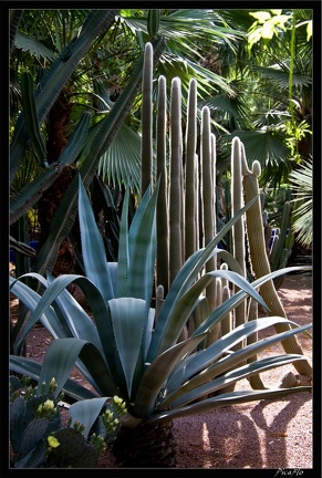 Marrakech jardins Majorelle 39