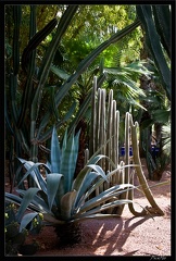 Marrakech jardins Majorelle 40