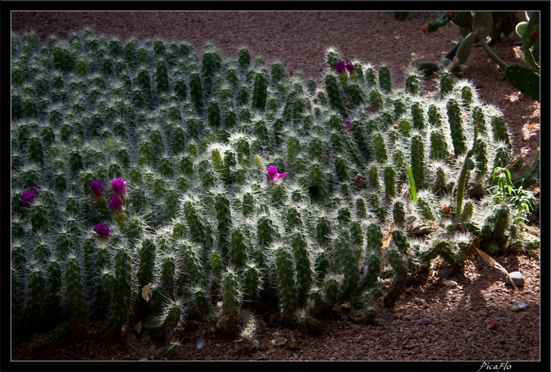 Marrakech jardins Majorelle 42