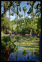 Marrakech jardins Majorelle 56