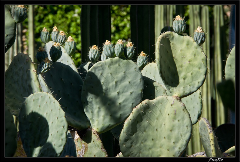 Marrakech jardins Majorelle 57