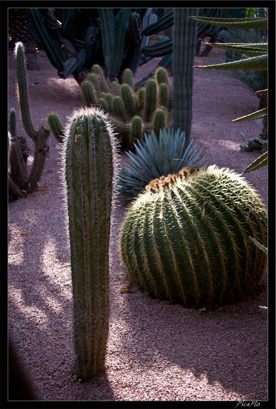 Marrakech jardins Majorelle 60