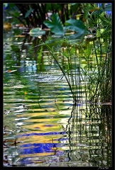 Marrakech jardins Majorelle 63