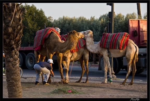 Marrakech menara 18