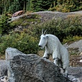 Canada 11 Glacier Athabasca 21