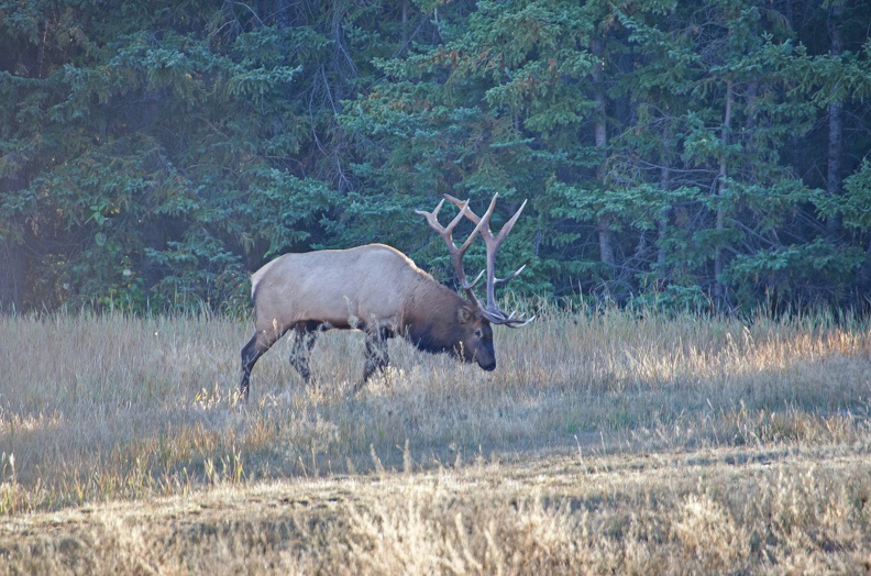 Canada 21 Elks 02