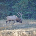 Canada 21 Elks 02