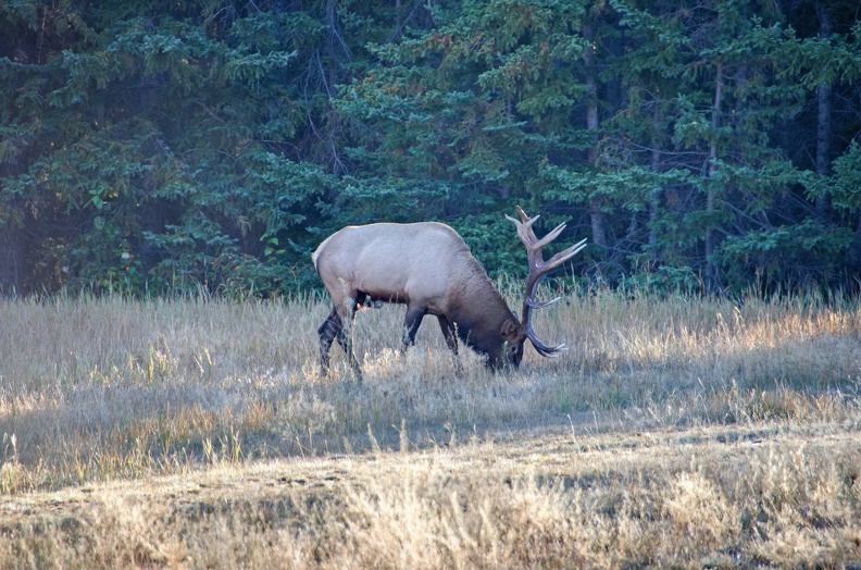 Canada 21 Elks 03